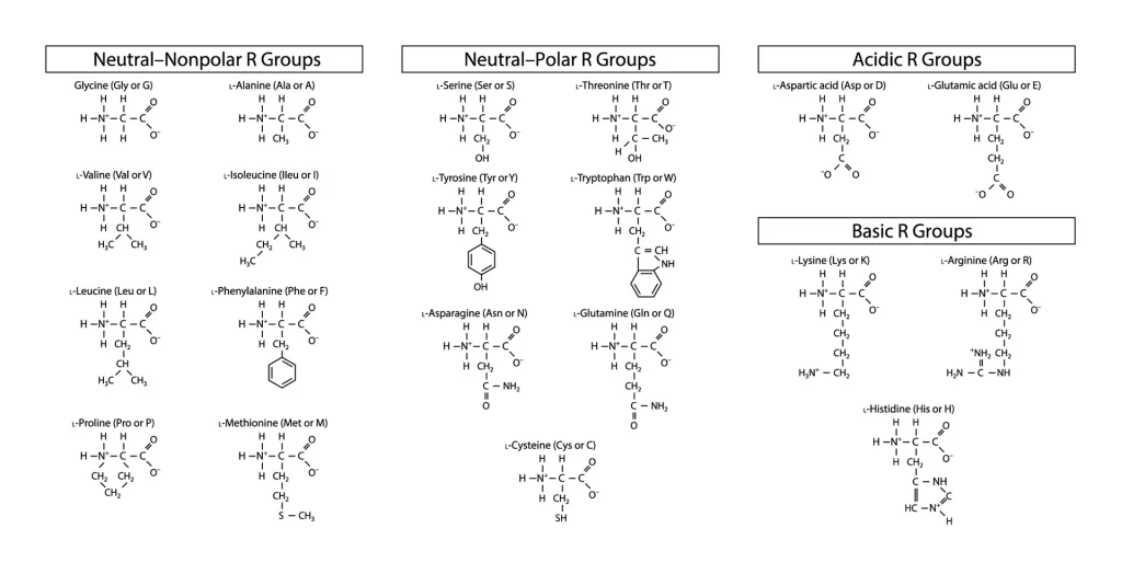 Standard Amino acids summary